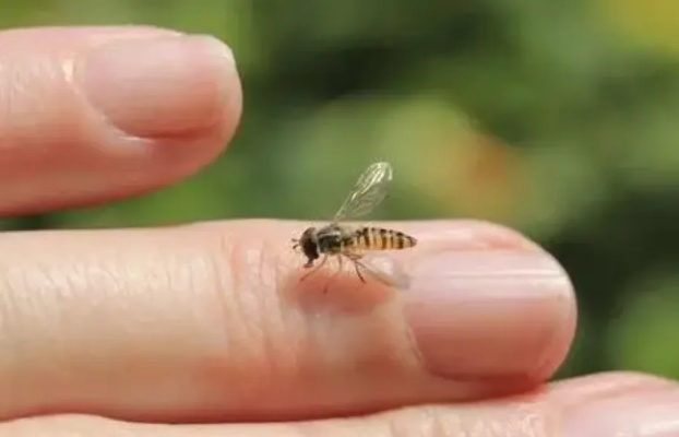 黄蜂蛰了最快消肿止疼,科学应急与家庭护理全攻略 黄蜂蛰了最快消肿止疼,科学应急与家庭护理全攻略